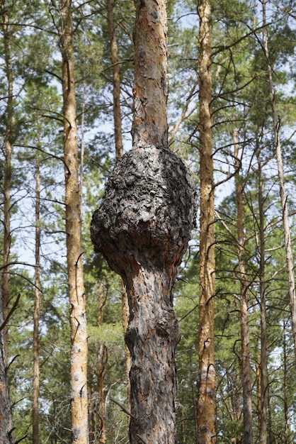 A pine tree with a large growth in the middle of the trunk in the forest on the Volga River coast Ulyanovsk