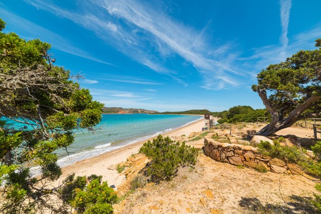 Pine trees by the sea in Capo Coda Cavallo Sardinia