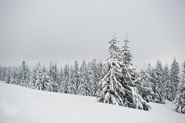 Pine trees covered by snow on mountain Chomiak Beautiful winter landscapes of Carpathian mountains Ukraine Frost nature