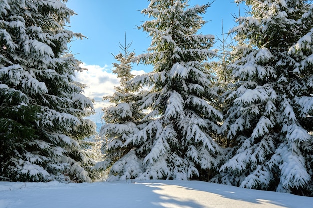 Pine trees covered with fresh fallen snow in winter mountain forest on cold bright day