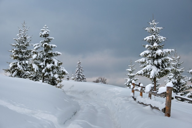 Pine trees covered with fresh fallen snow in winter mountain forest in cold gloomy evening.