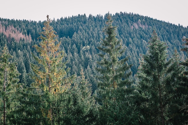 Photo pine trees in forest against clear sky