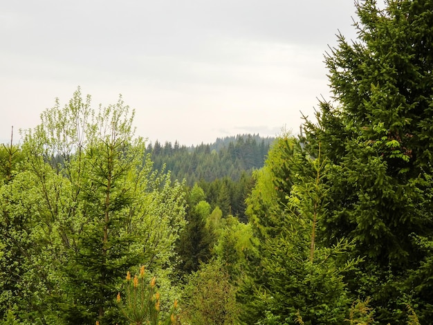 Photo pine trees in forest against sky