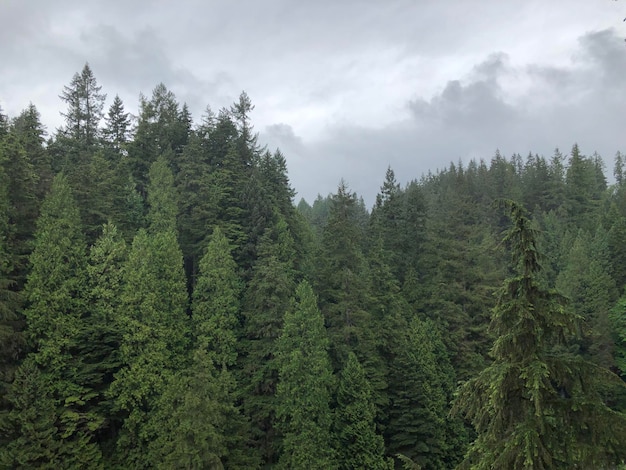 Pine trees in forest against sky