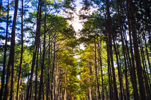 Pine trees forest for background,have a copy space for writing.