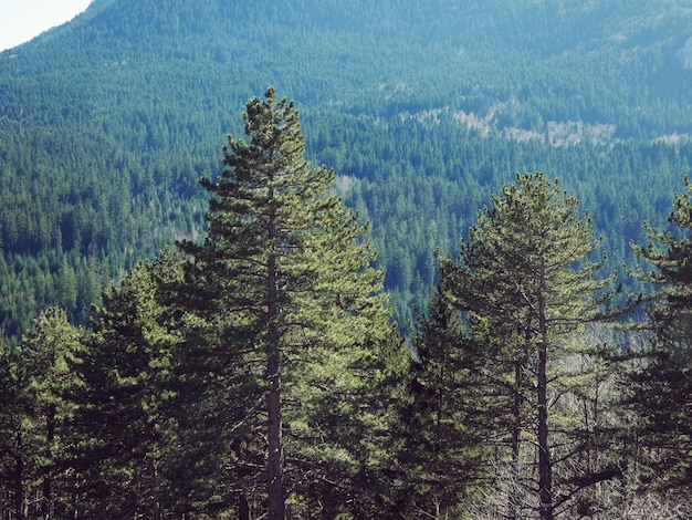 Pine trees in forest