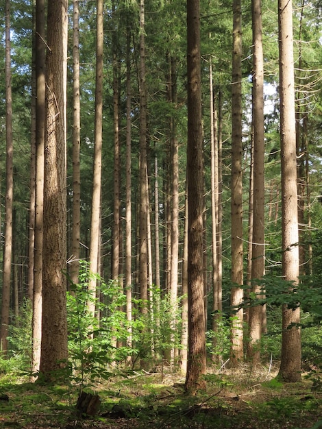 Pine trees in forest