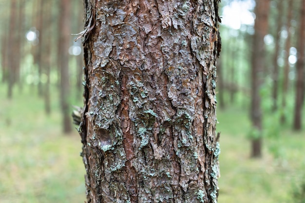 Pine trees in the forest.