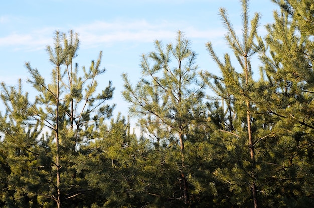 Pine trees in a forest