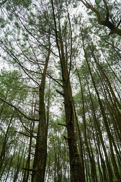 Pine trees in the mountains of Halimun Salak Indonesia