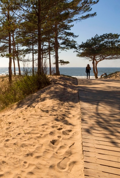 Pine trees in a park on the sandy beach of the Baltic Sea in Palanga Lithuania