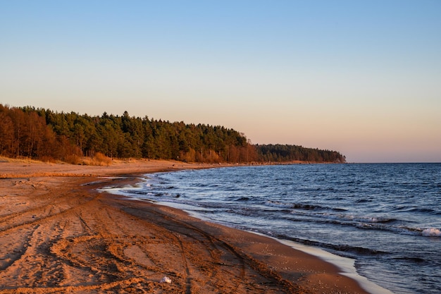 Pine trees in the rays of sunset The Gulf of Finland