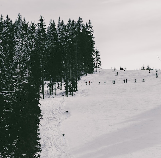 Photo pine trees on snow covered land against sky