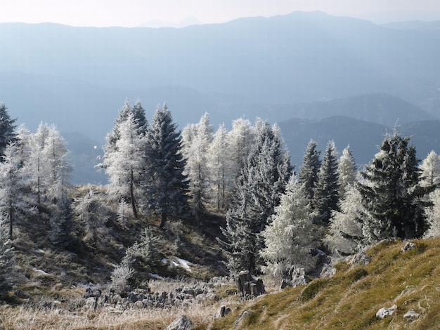 Pine trees on snow covered land