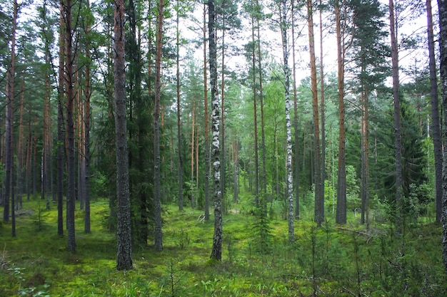 Pine trees in summer forest.