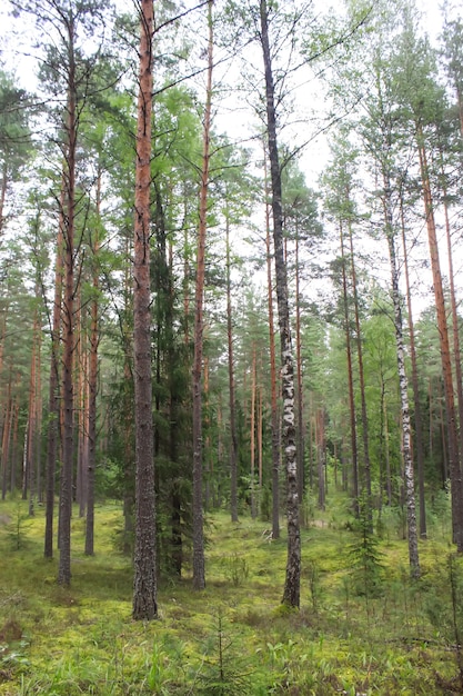 Pine trees in summer forest.