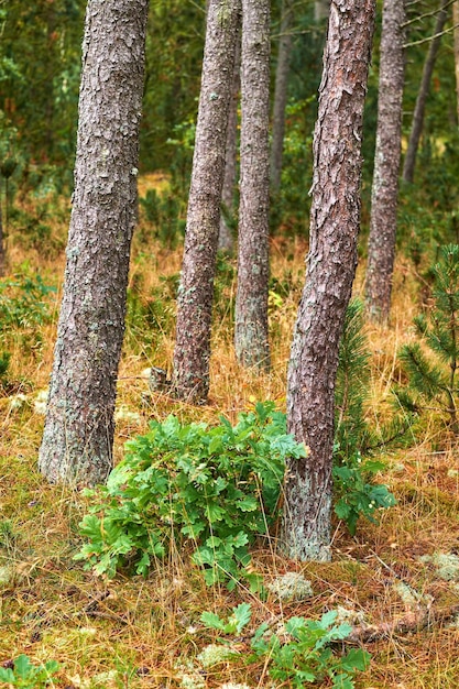 Pine trees in a wild forest in summer Landscape of various pines green vegetation with bushes and shrubs growing in nature or in a secluded uncultivated environment on a beautiful sunny day