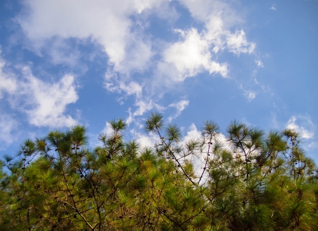 Pine trees with sky and beautiful green pine trees. Pine tree branch above blue clear sky 