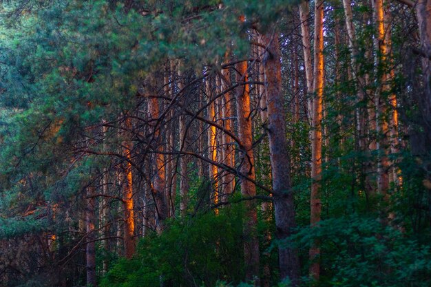 Pine-trees in wood on sunset