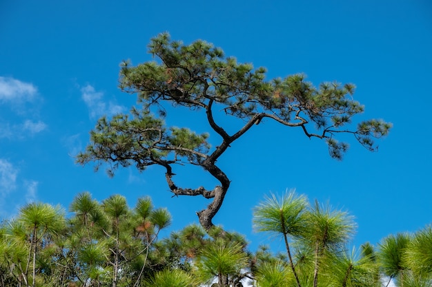 Pine with blue sky