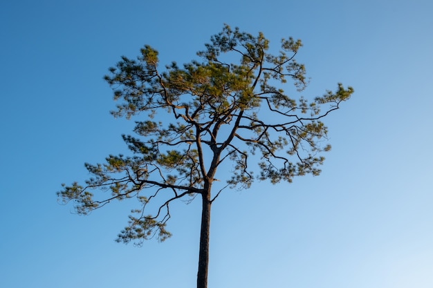 Pine with blue sky