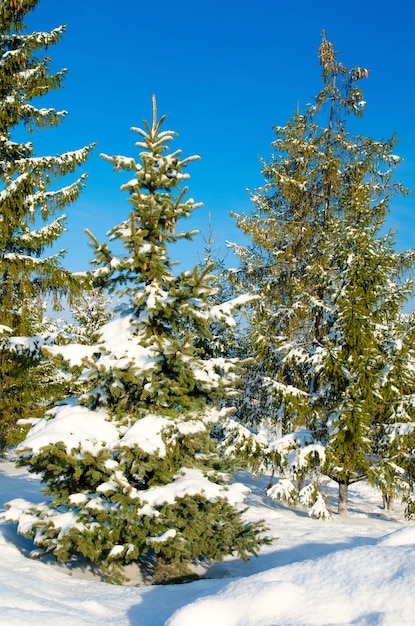 Pine with snow