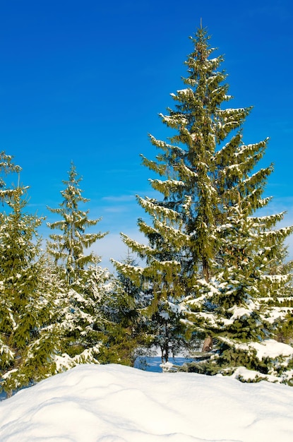 Pine with snow