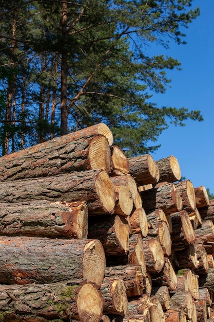 Pine wood of coniferous trees during logging