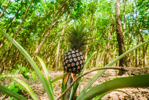 Pineapple growing in the jungle in Thailand