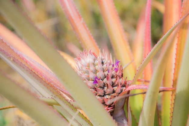 Pineapple of growing on tree with the sunlight in farm.