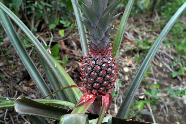 Pineapple grows in the forest