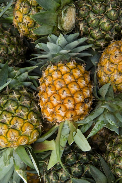 Pineapple The piles are many at fresh from garden.