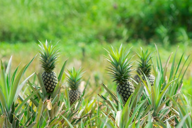 Pineapple plant field, Pineapple tropical fruit growing in garden