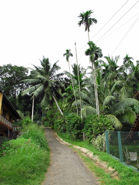 The pineapple plantation in the small village, Sri Lanka