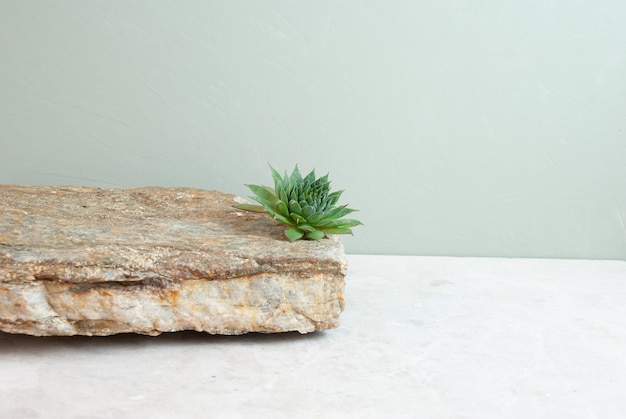 A pineapple on a stone with a green background