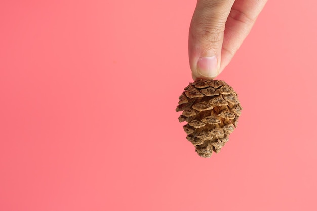 Pinecone on a light pink background with a copy space