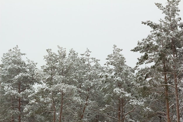 Pines after a snowfall in the forest