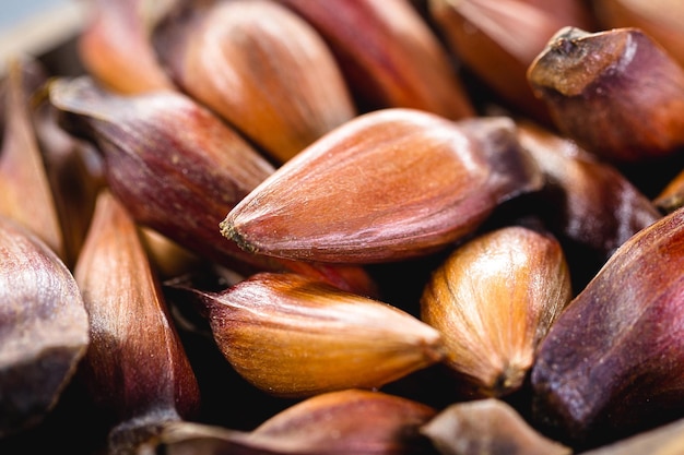 pinhao seeds typical food of brazil araucaria seed consumed in winter served hot and cooked in the june festivities