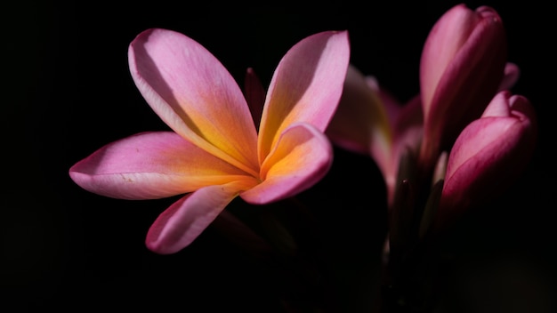 Pink Adenium flowers