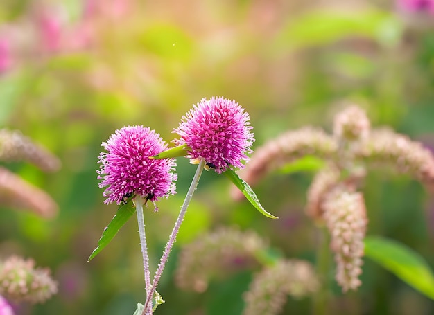 pink amaranth flower blossom on field Beautiful growing and flowers on meadow blooming