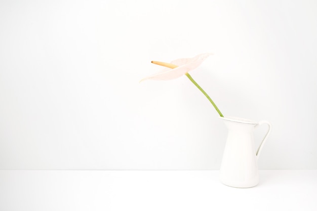 Pink anthurium flower in white watering can near white background