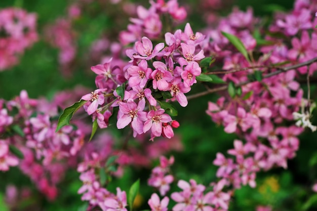 Pink apple blossoms in spring