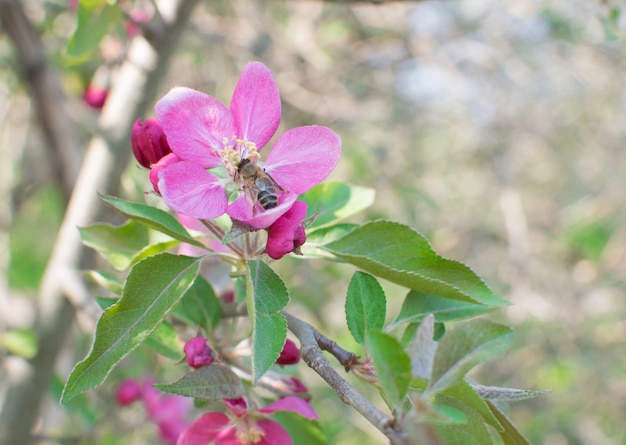 Pink Apple Flower