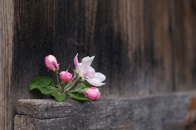 Pink apple flowers bunch on the dark wooden background close up Spring still life with fruit buds