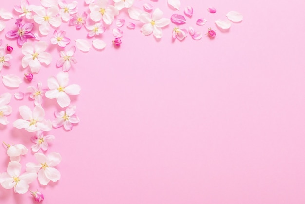 Pink apple flowers on pink surface