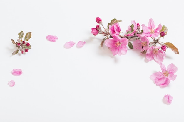 Pink  apple flowers on white surface