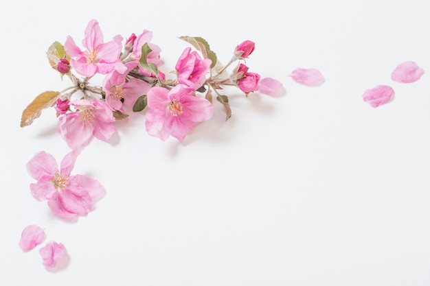 Pink  apple flowers