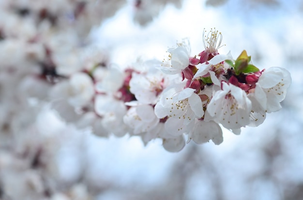 Pink Apple Tree Blossoms with white flowers on blue sky background