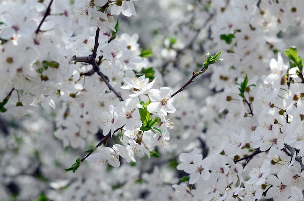 Pink Apple Tree Blossoms with white flowers on blue sky background