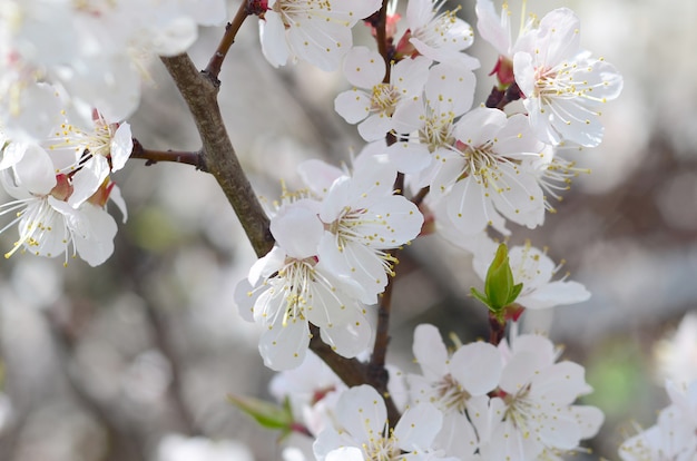 Pink Apple Tree Blossoms with white flowers